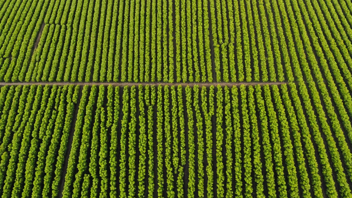 Field trial comparison